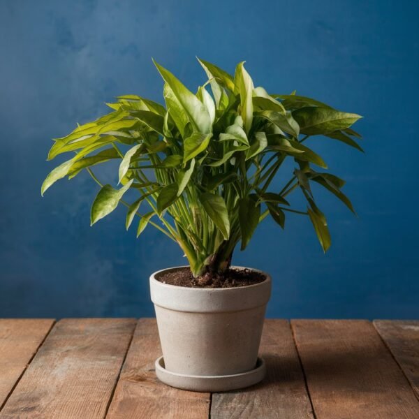 money-plant